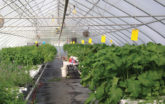 GrowSpan Vegetable Greenhouse