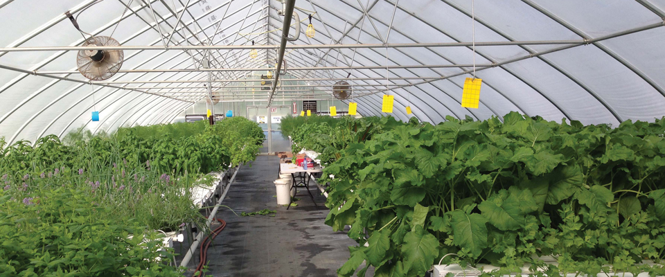 GrowSpan Vegetable Greenhouse