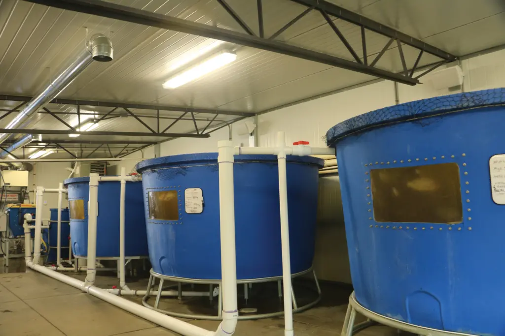 tanks used in commercial aquaponics for beginners