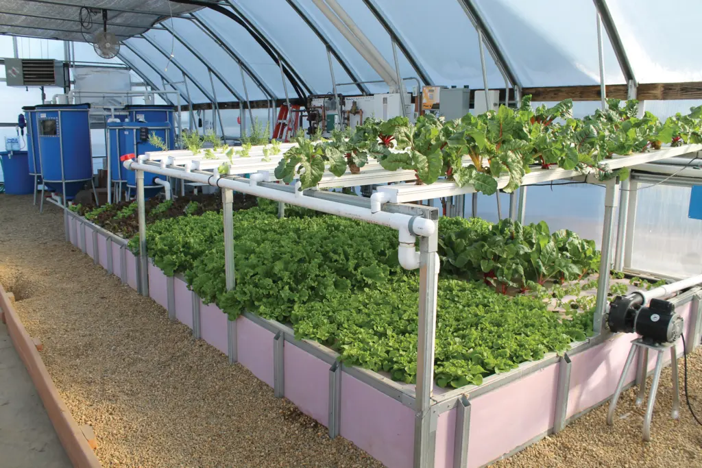 Hydroponic systems used in commercial aquaponics for beginners