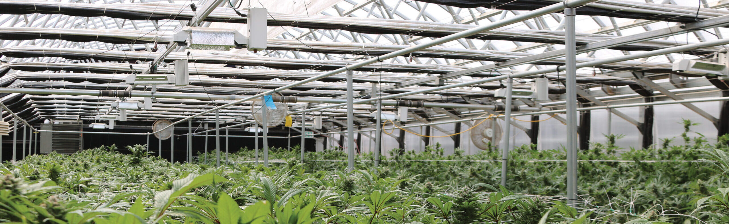 Canopy picture of cannabis growing in a greenhouse