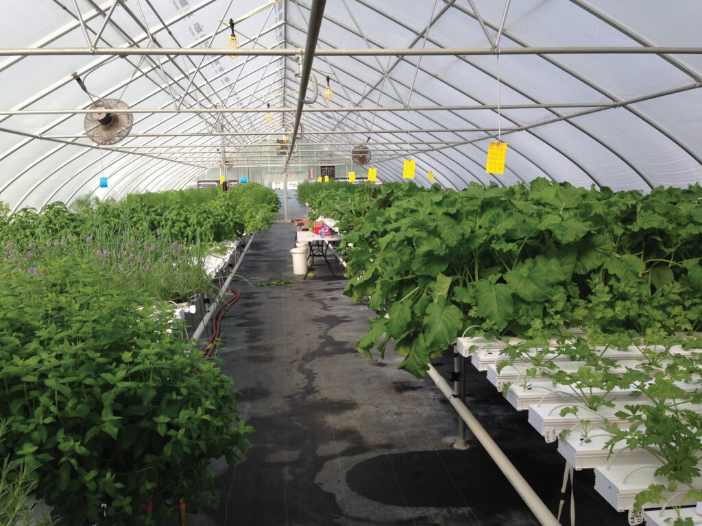 plants growing hydroponically in greenhouse