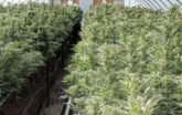 Pueblo Colorado grow