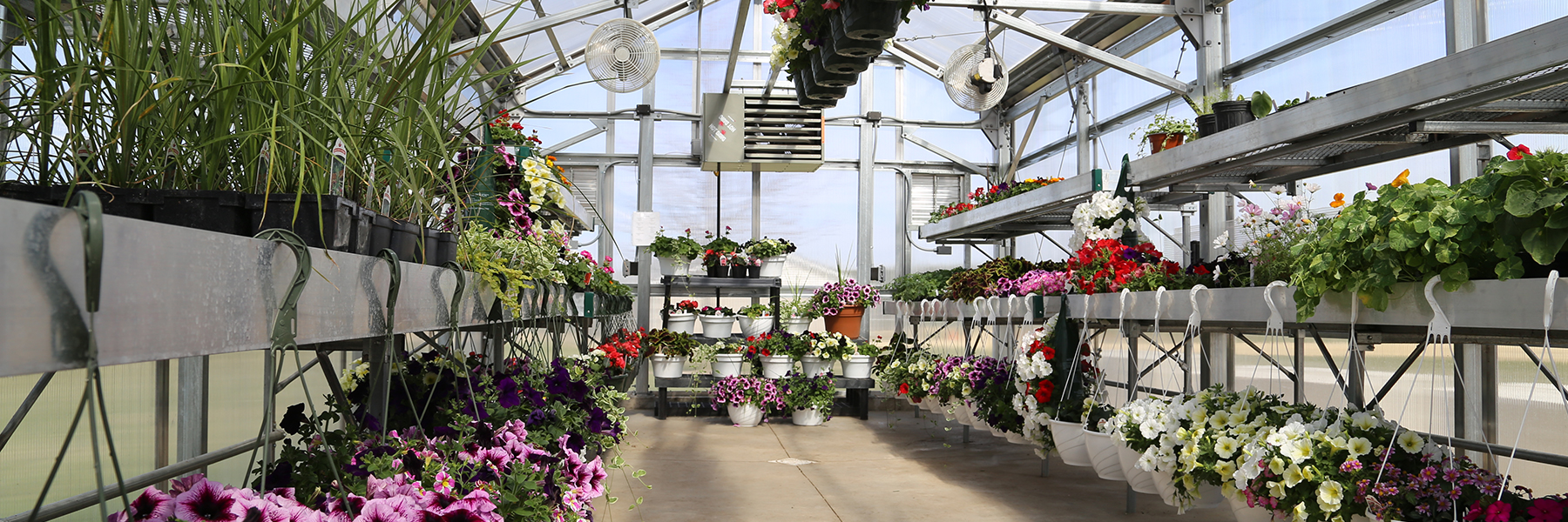 Starmont flower greenhouse