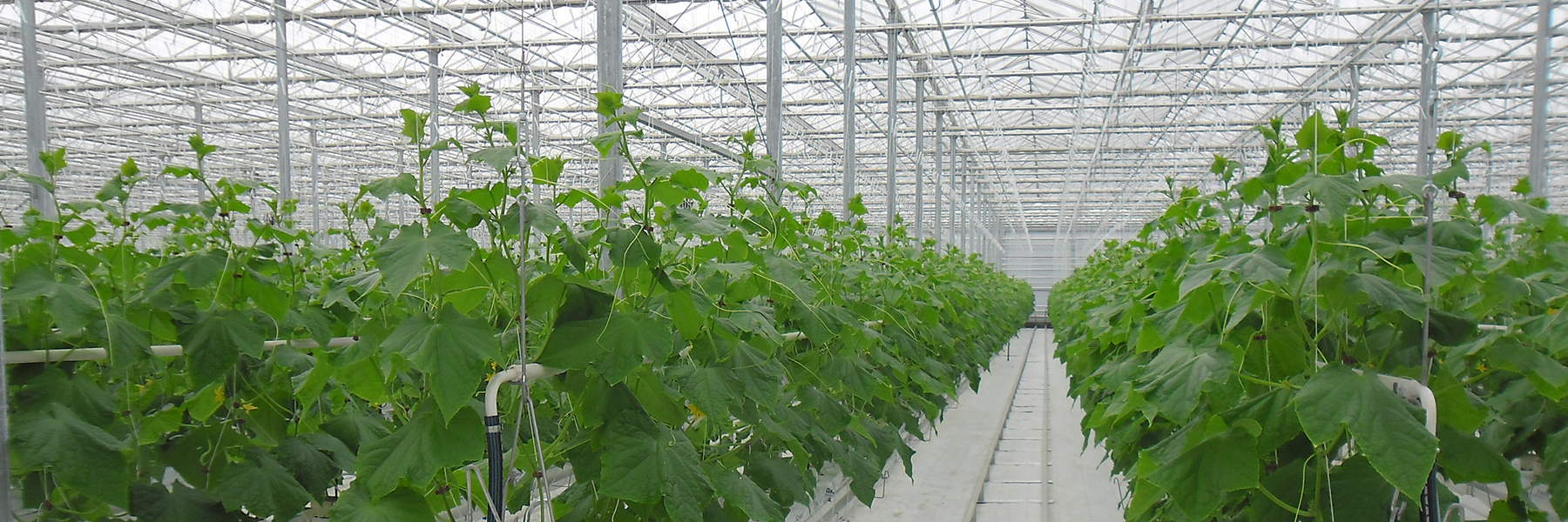 Interior Hydroponics greenhouse