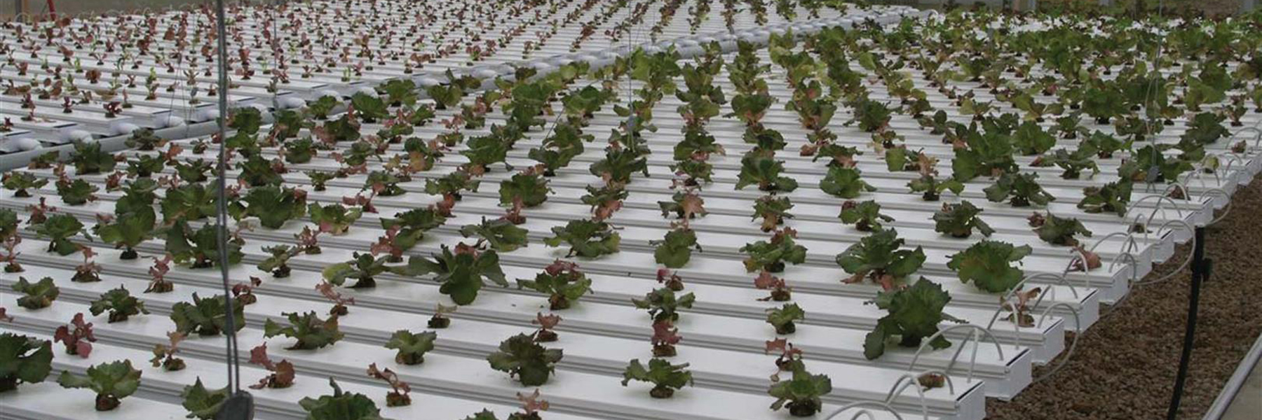 hydroponics kits