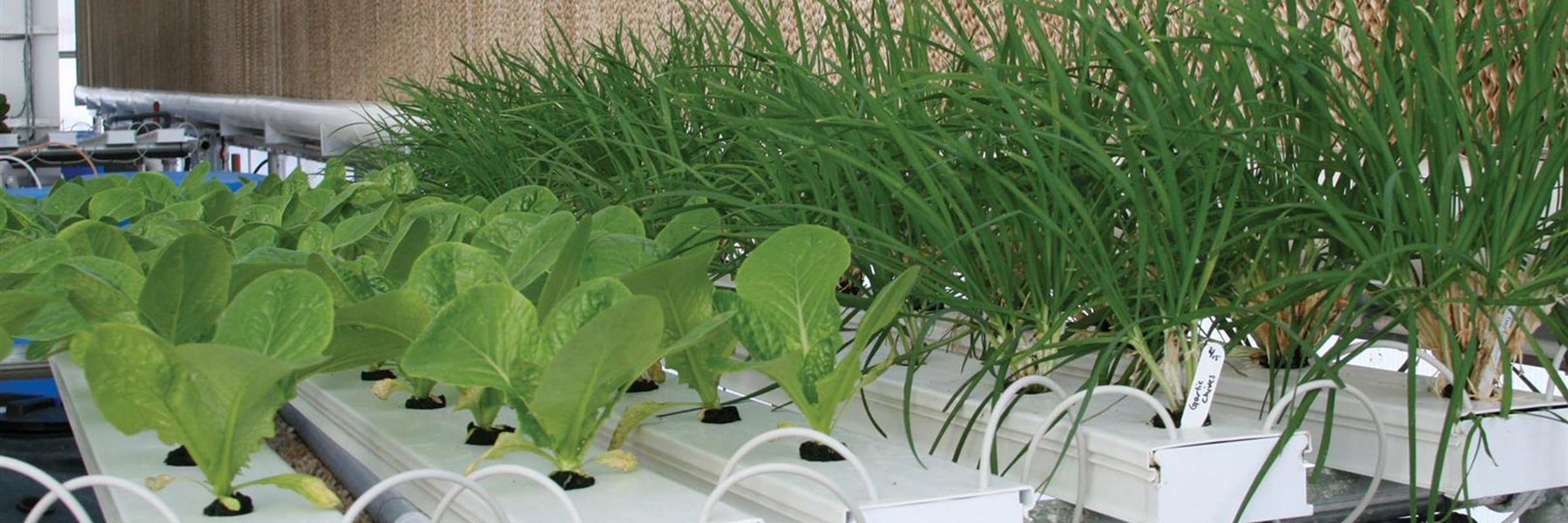 professional hydroponics system