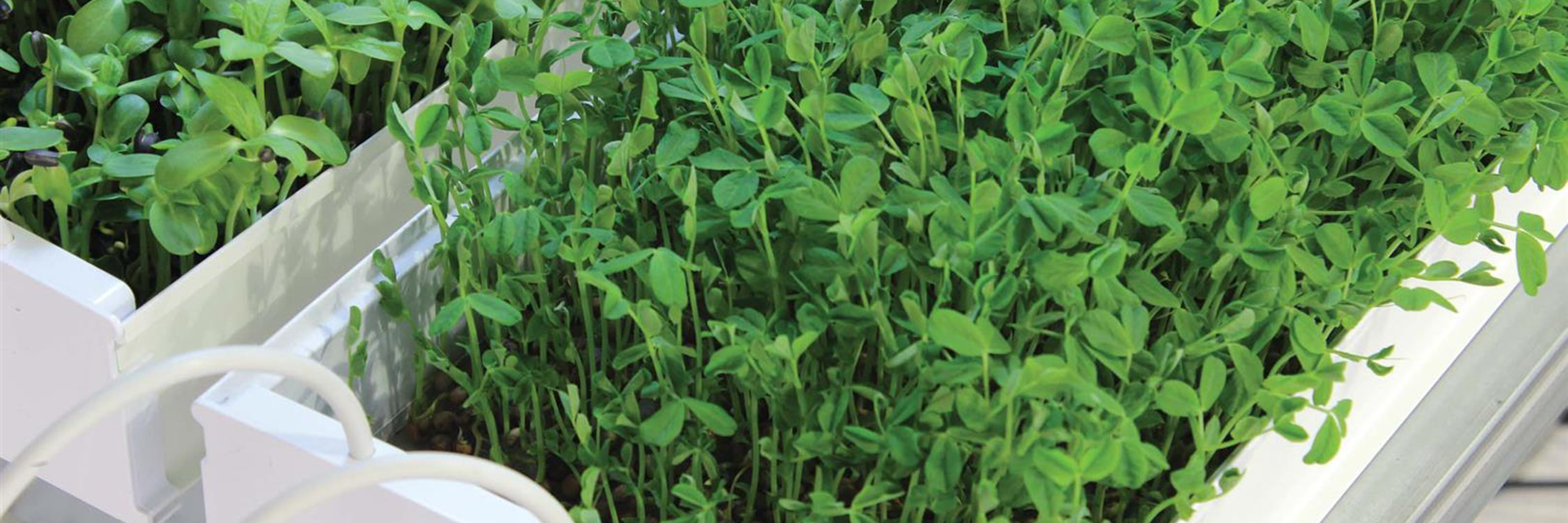 hydroponic microgreen systems