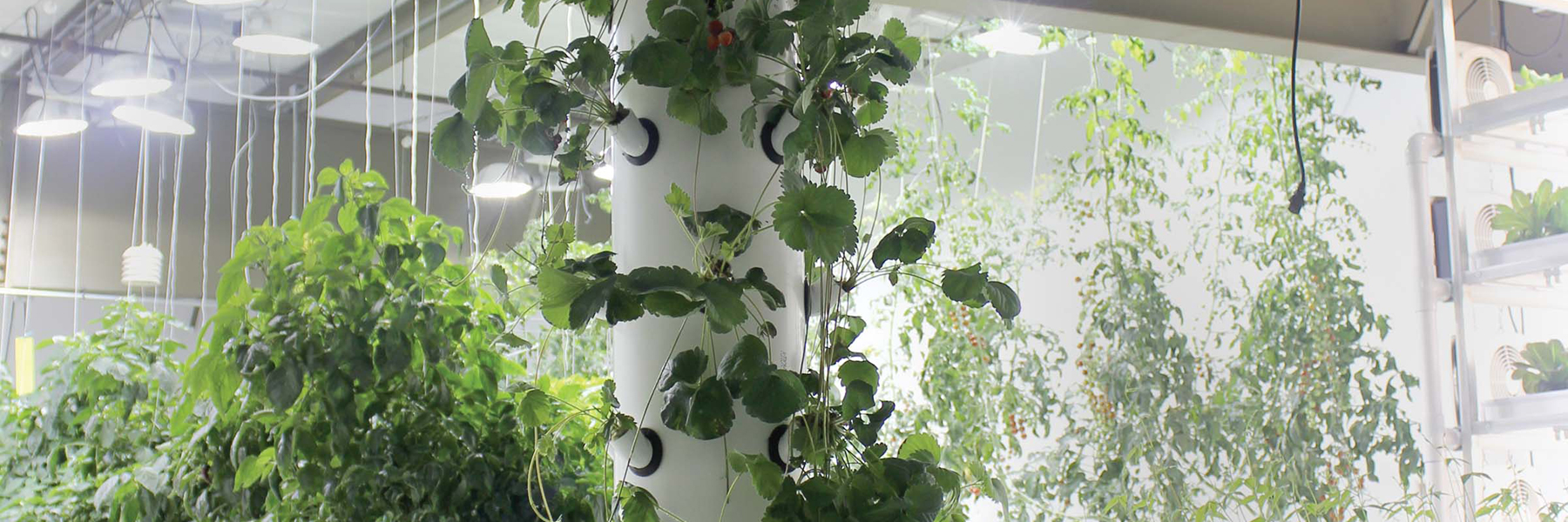 vertical hydroponics