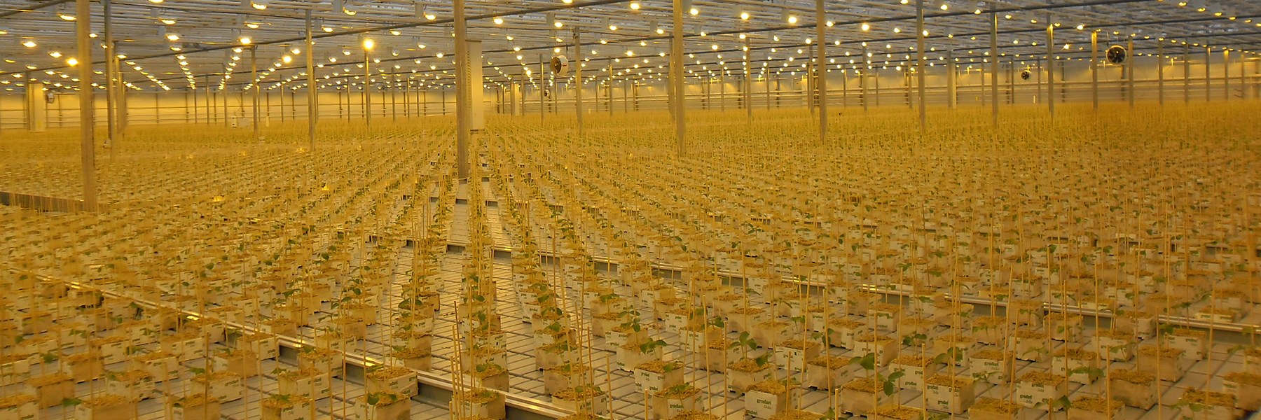 ebb and flow hydroponics system