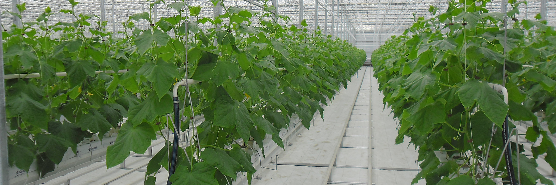 Venlo with hydroponics