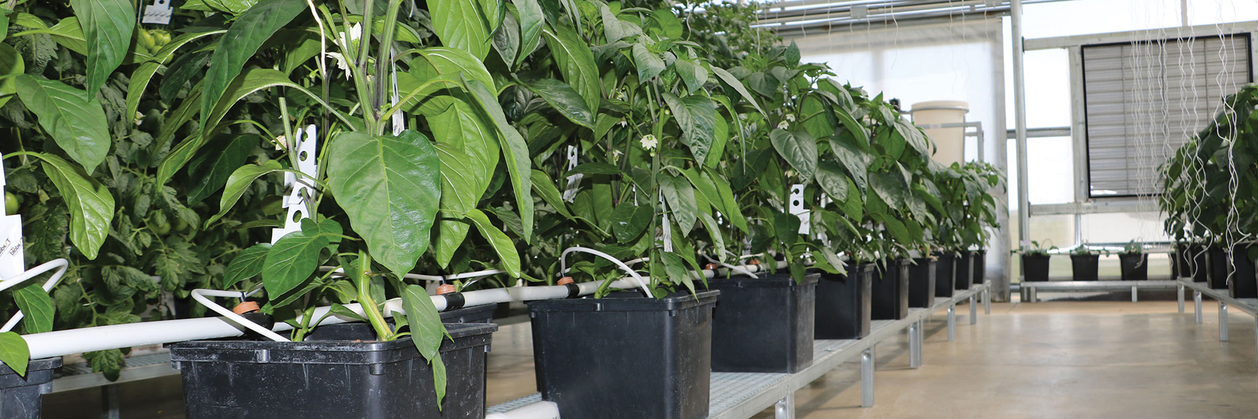 growing supplies