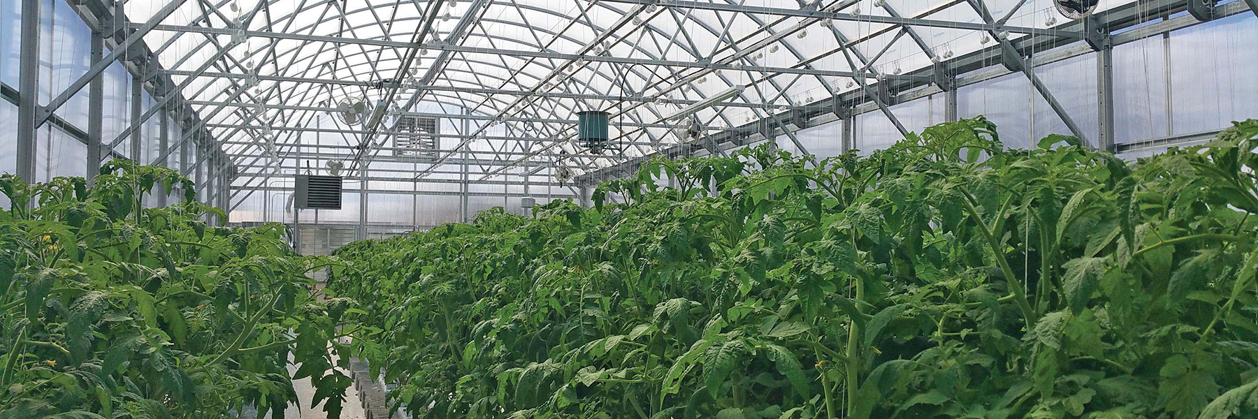Interiopr greenhouse with many tall plants