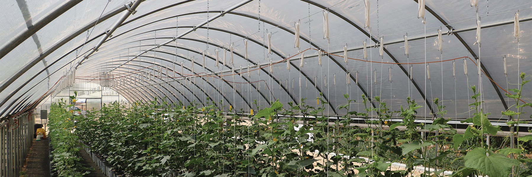 high tunnel greenhouse