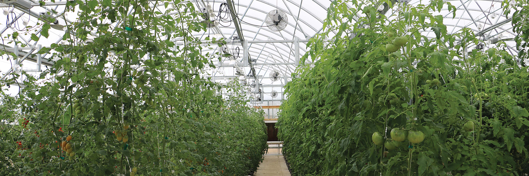 commercial dutch bucket systems