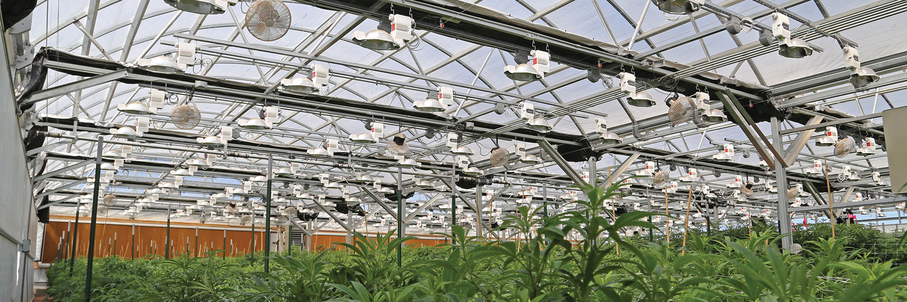 cannabis greenhouse lights