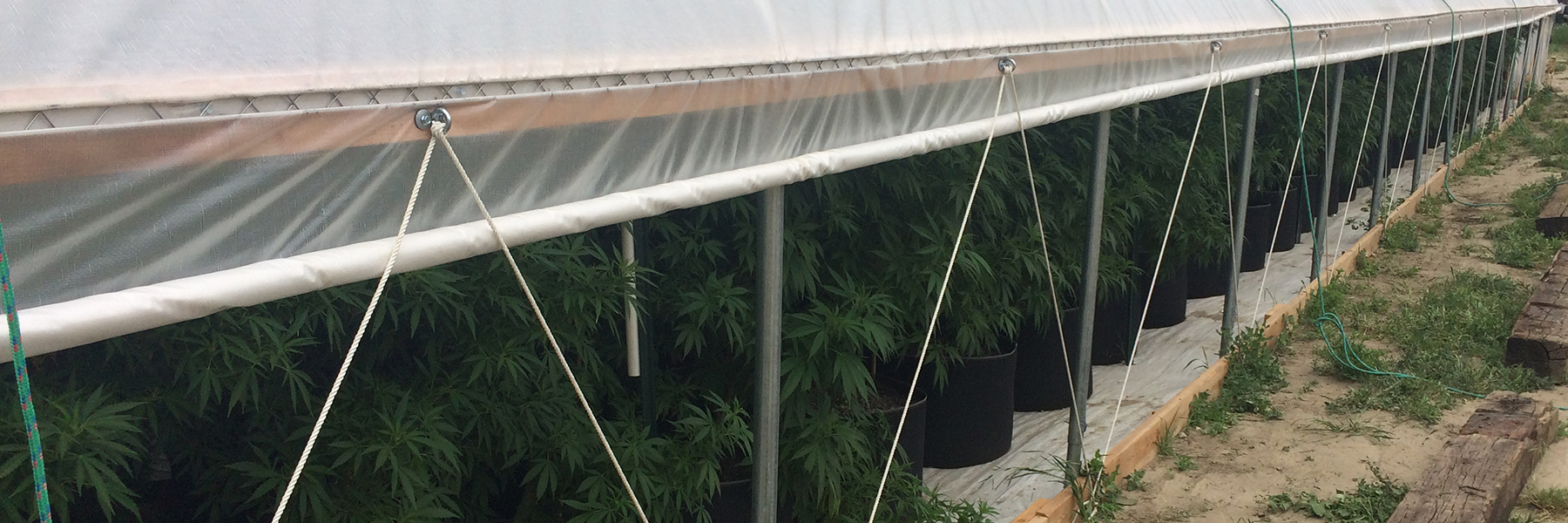 marijuana hoop house greenhouse