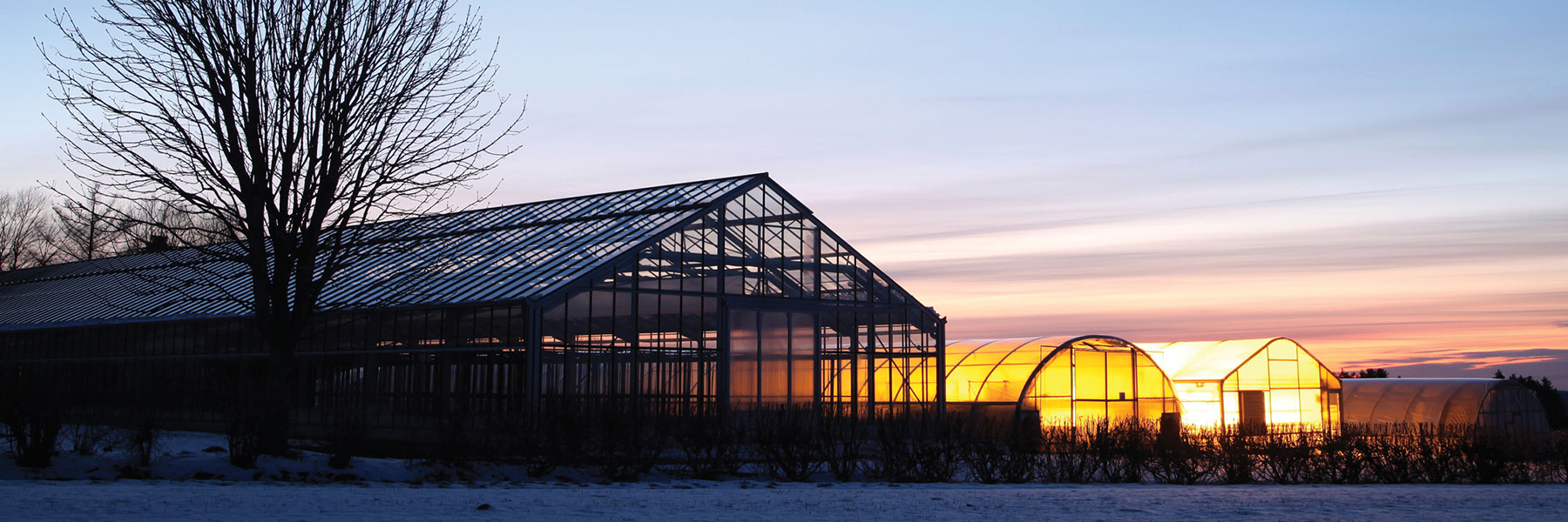 Greenhouse sunset