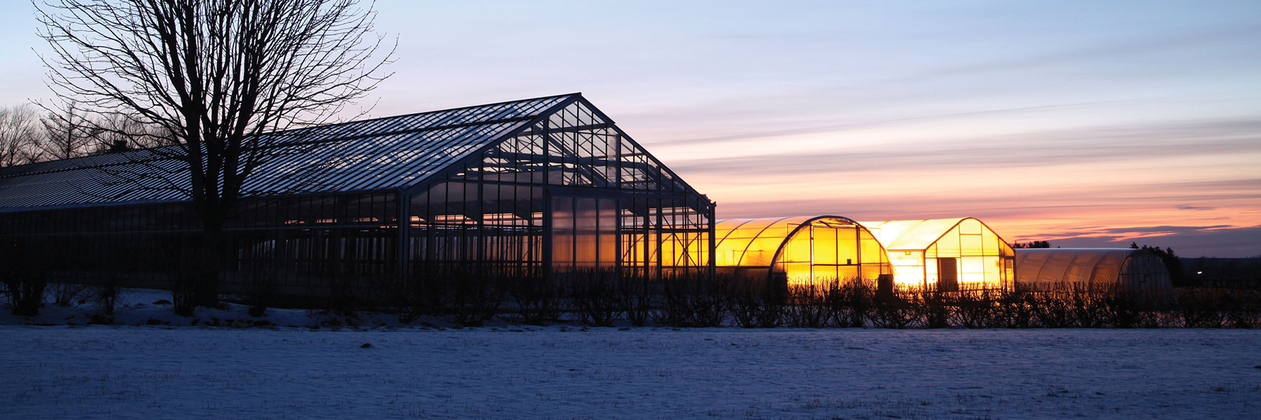 Greenhouse sunset