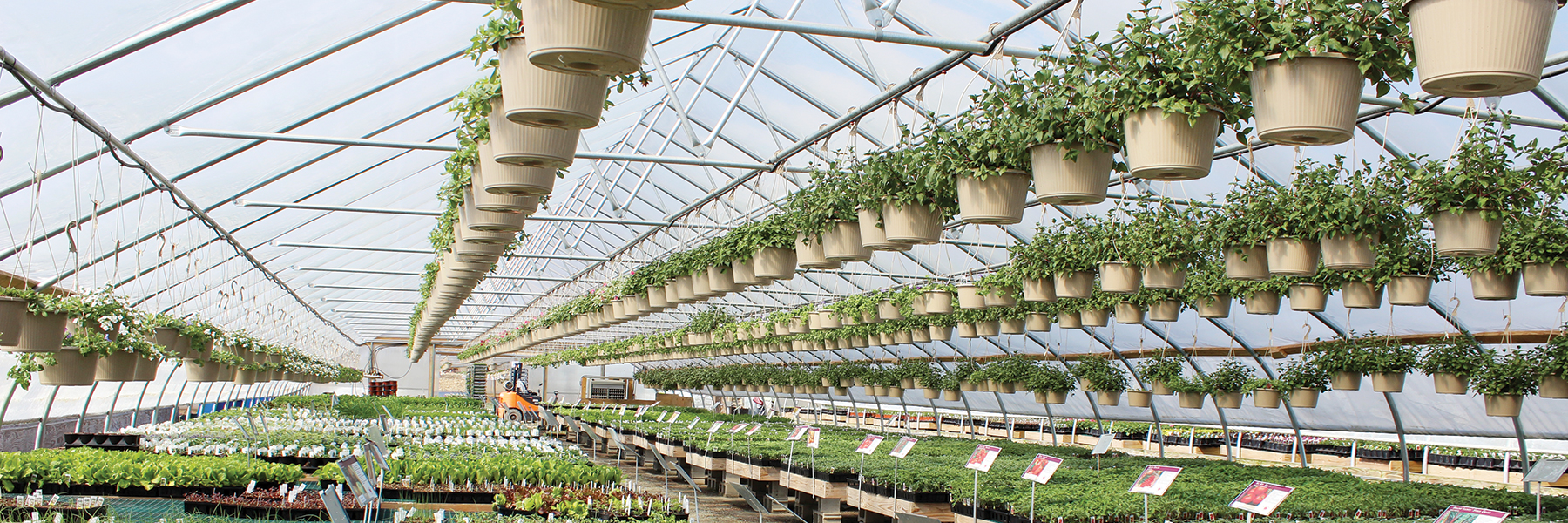 nursery greenhouse