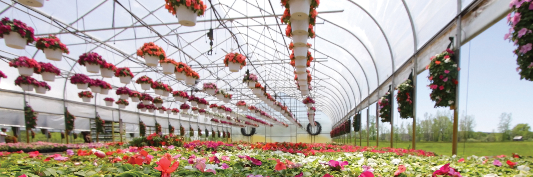 hydroponic vegetable greenhouse