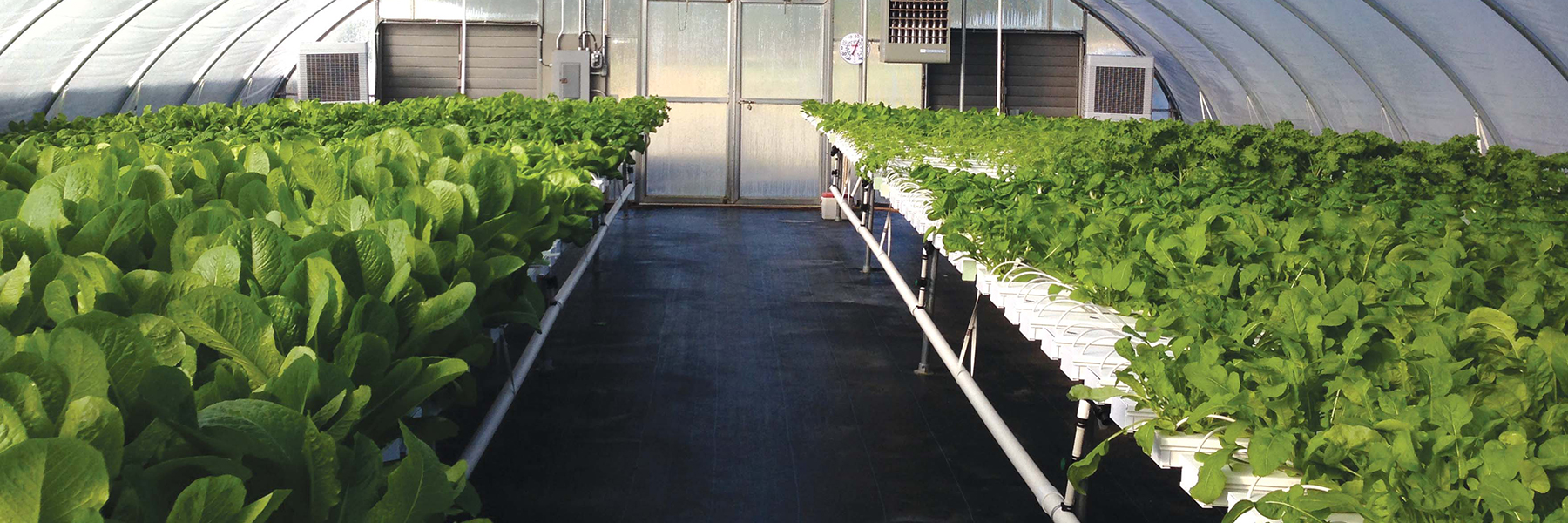 hydroponic grow system