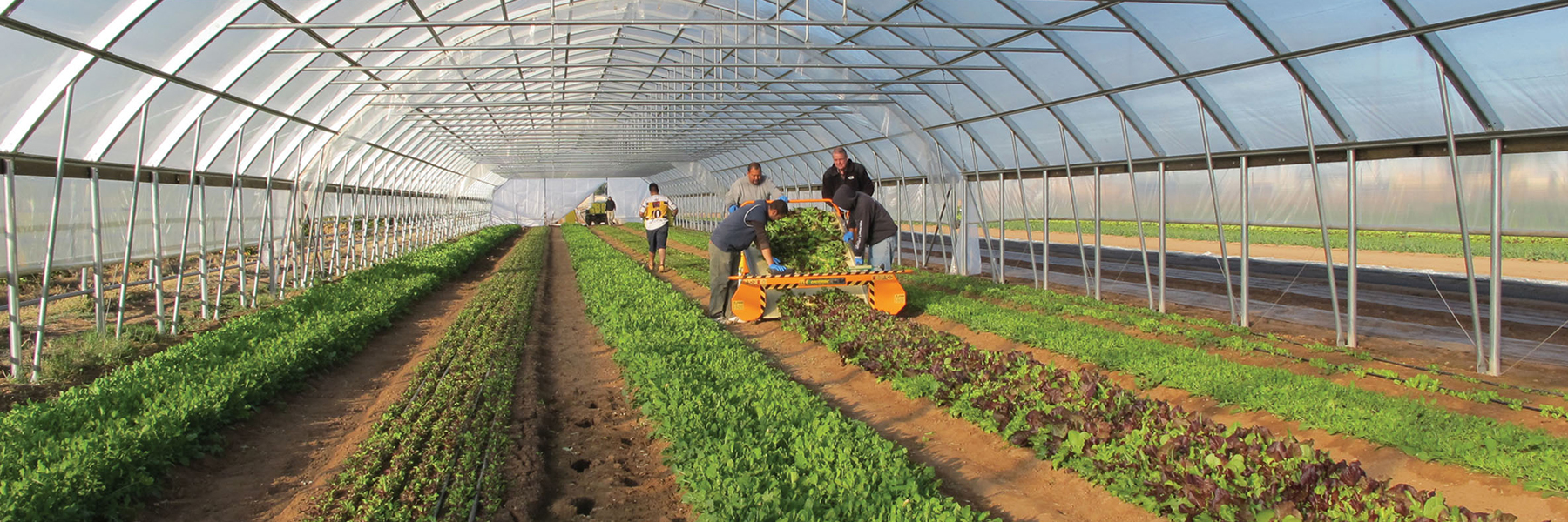 High tunnel interior harvest