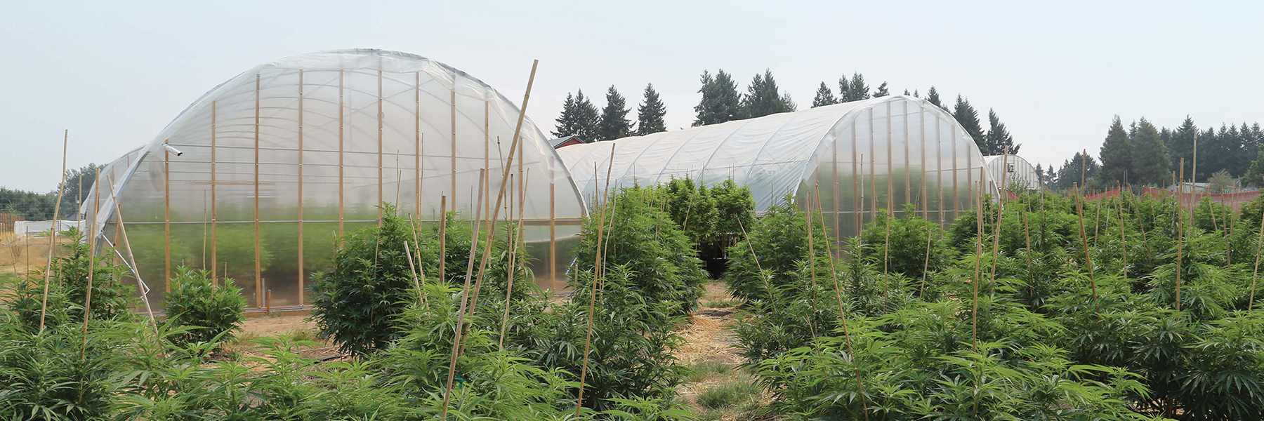 Rebel Spirit Grow