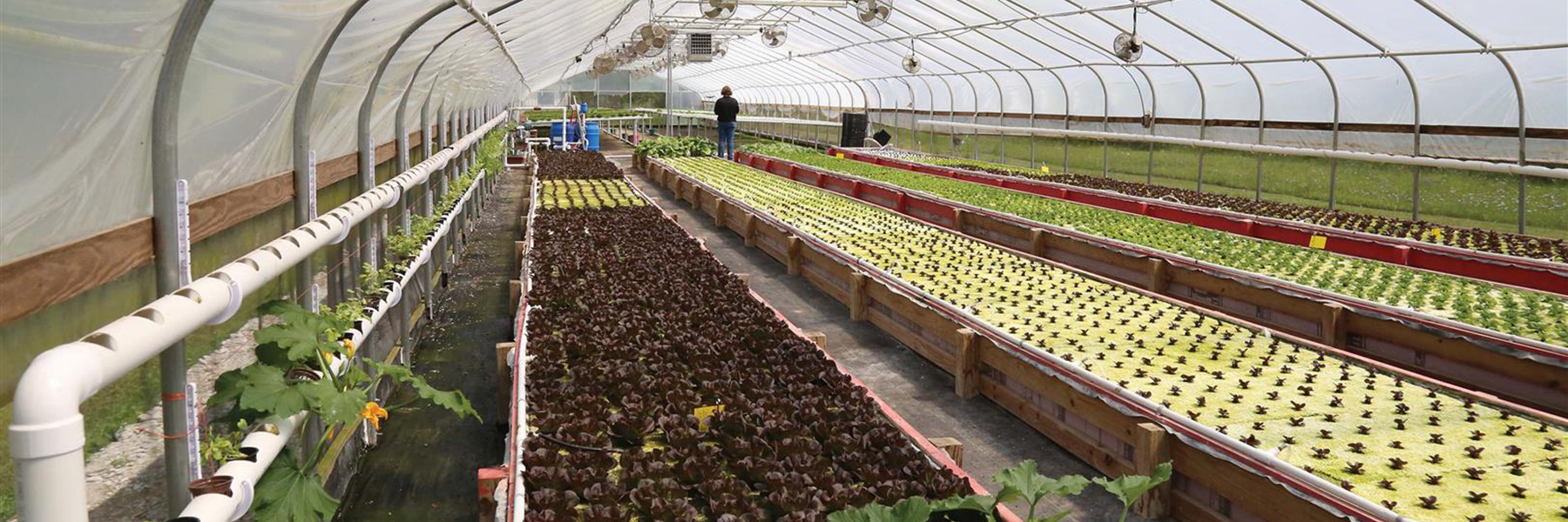 aquaponic kit