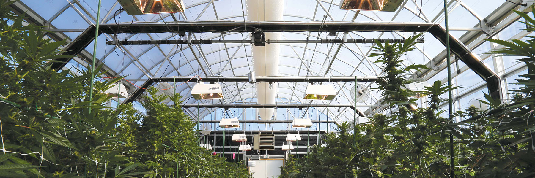 cannabis greenhouse