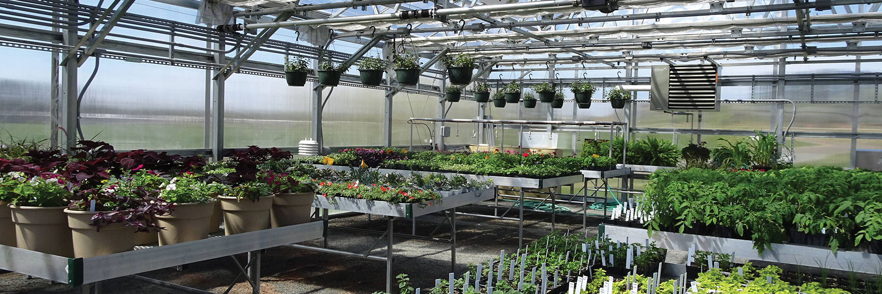 Greenhouse interior