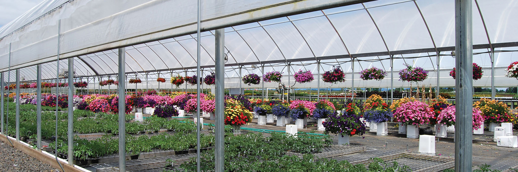 flower greenhouse