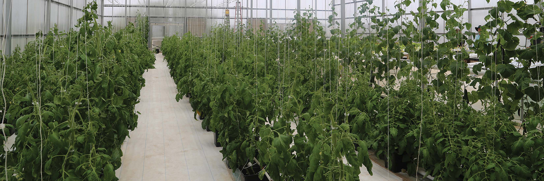dutch bucket system
