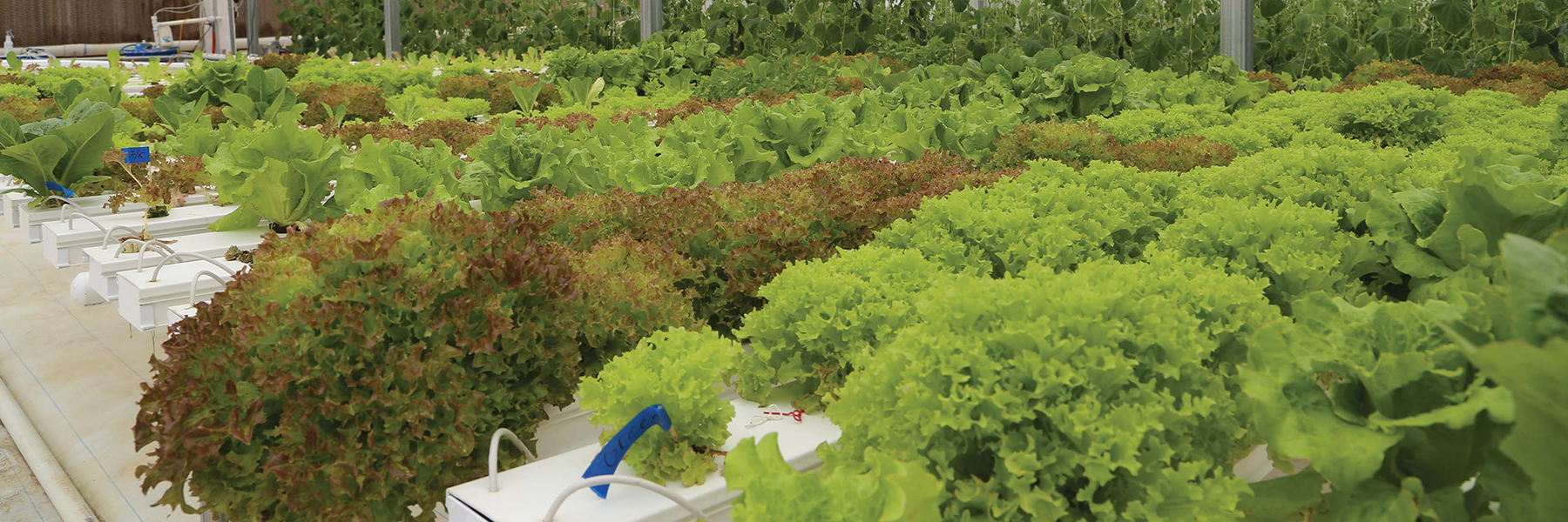 hobby hydroponics system