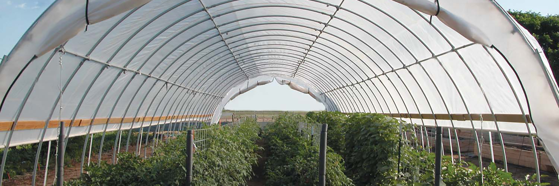 Texas agrilife high tunnel