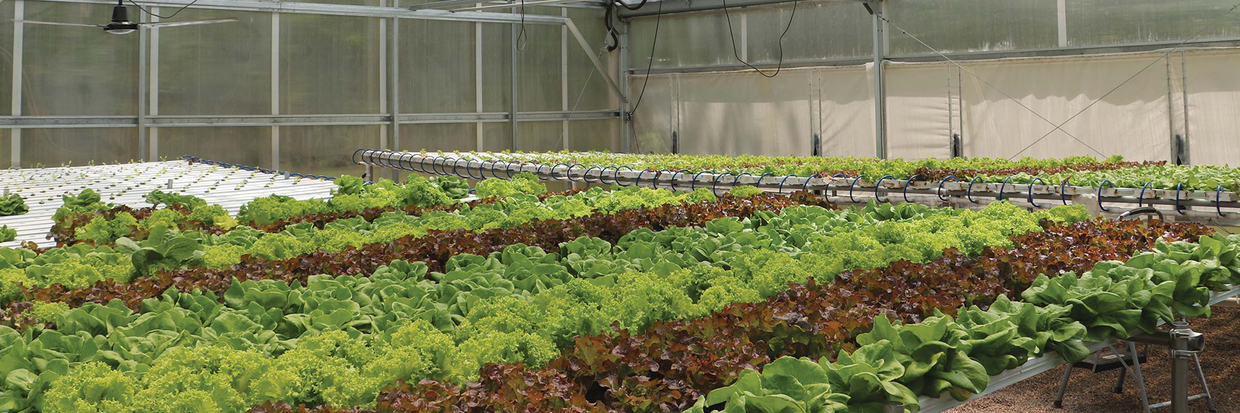 commercial hydroponics system