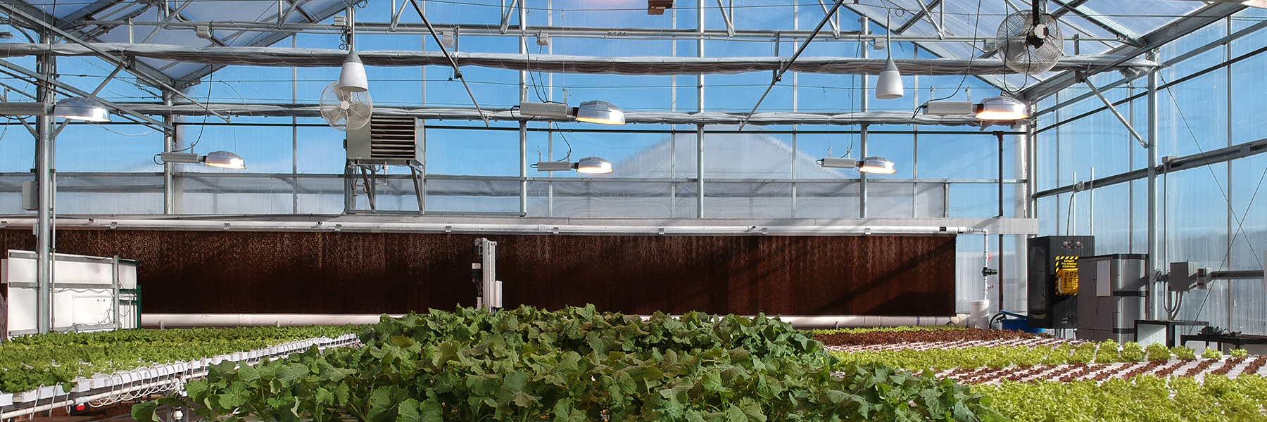 Greenhouse daytime interior
