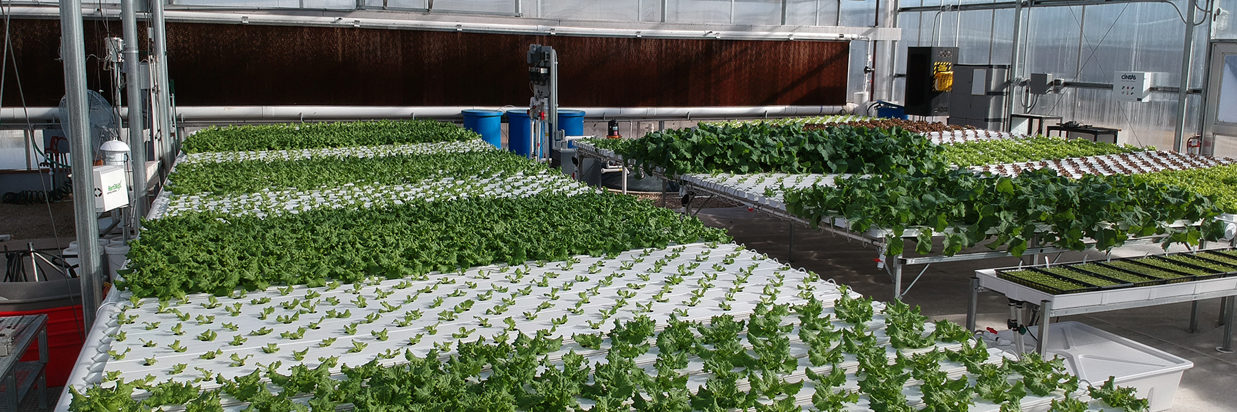 Hydroponics set up