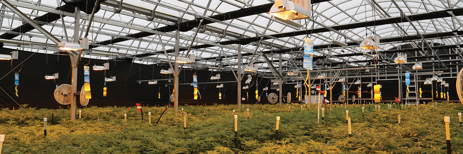 light deprivation greenhouses