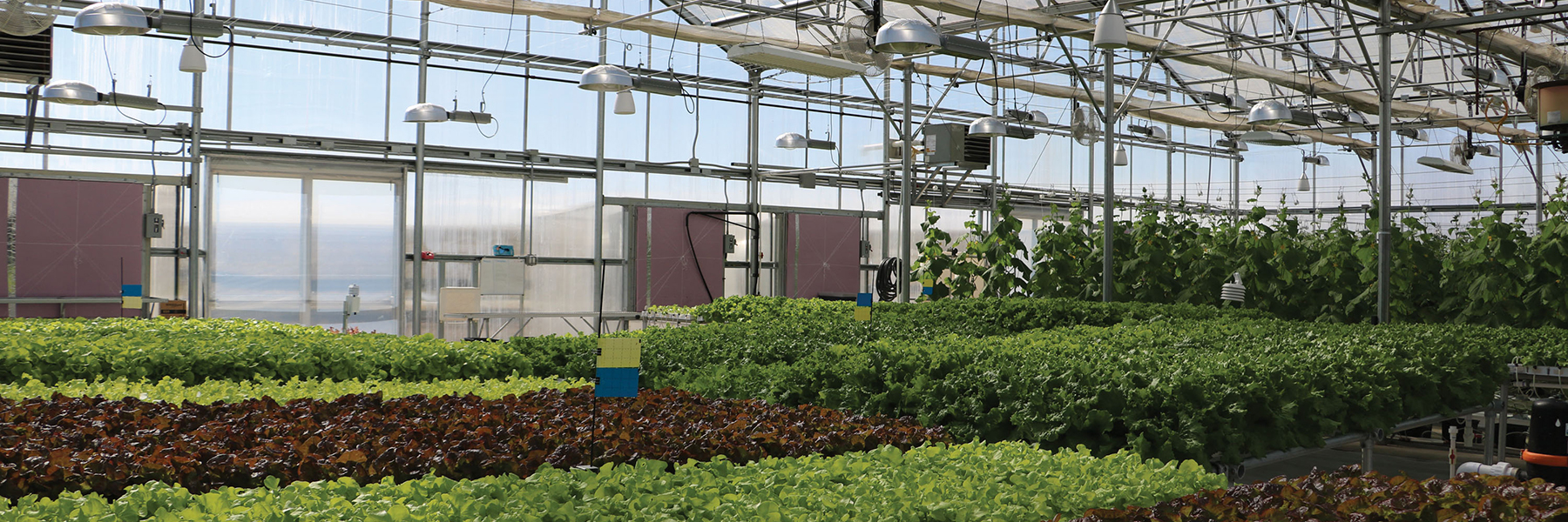 hydroponic supplies