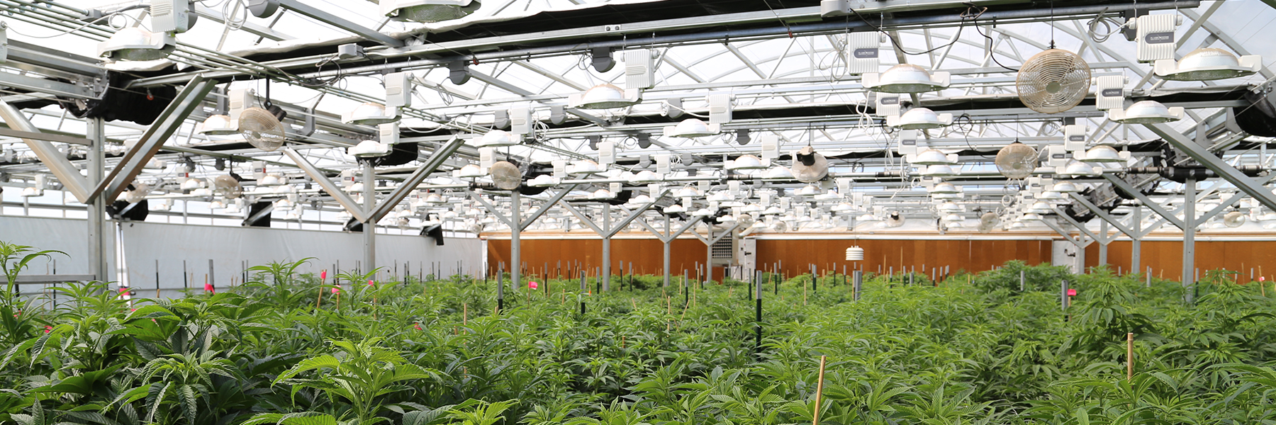 light deprivation marijuana greenhouse