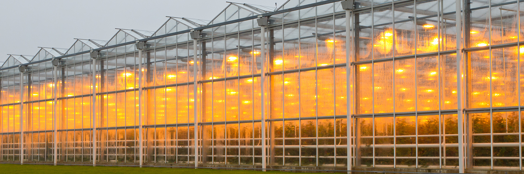 Venlo greenhouse