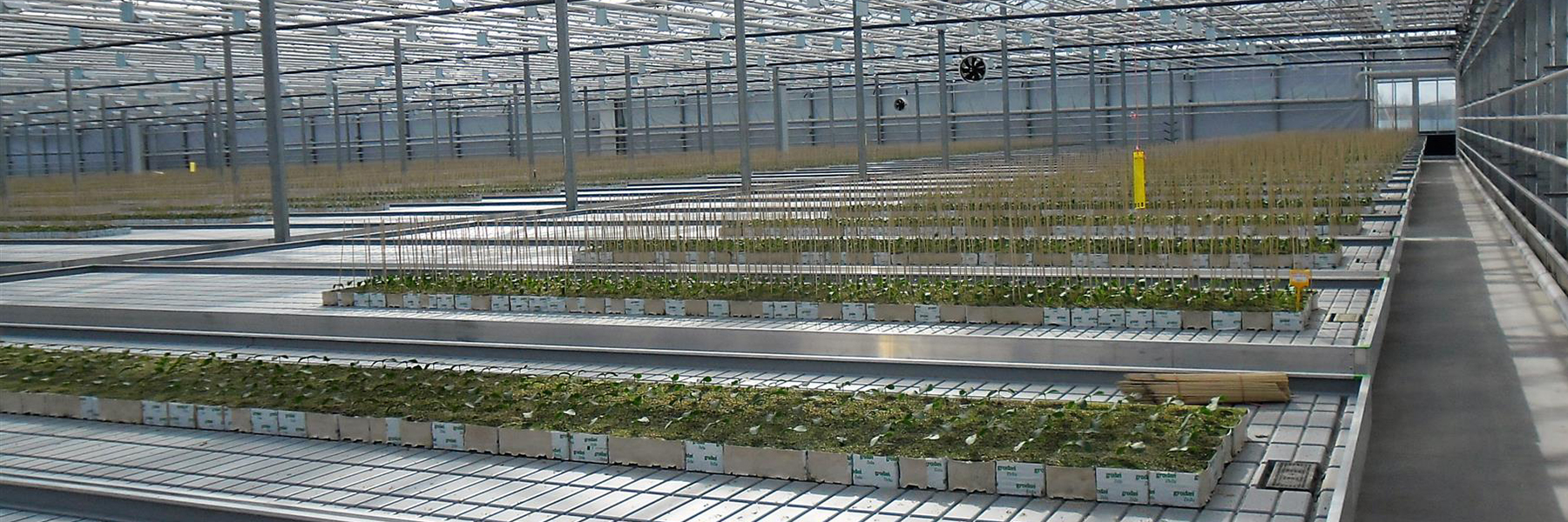 ebb and flow hydroponics