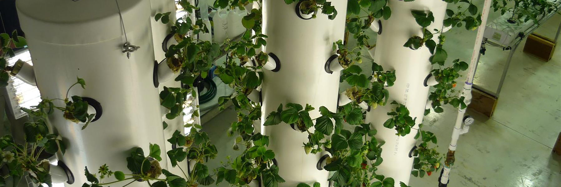 Vertical Hydroponics