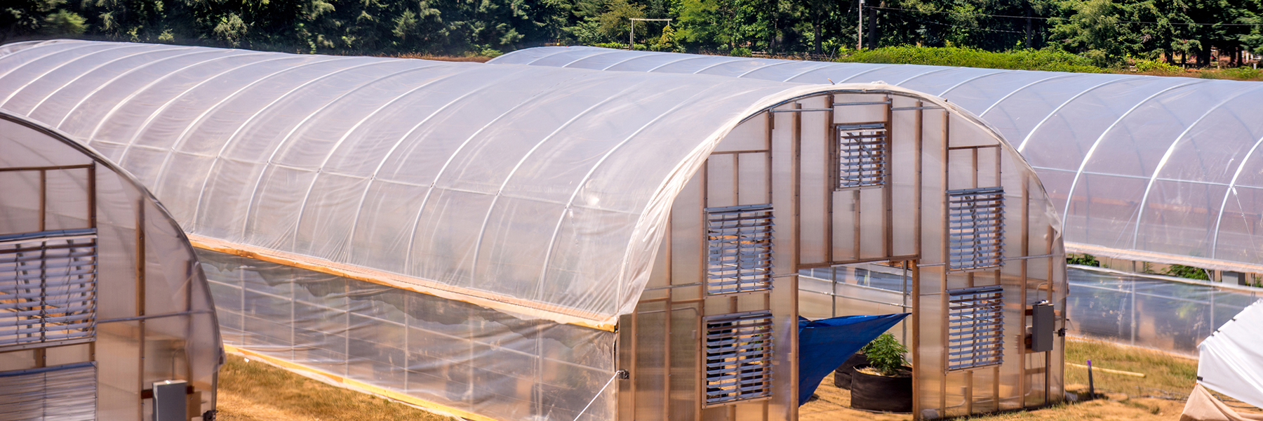 cannaibis greenhouses