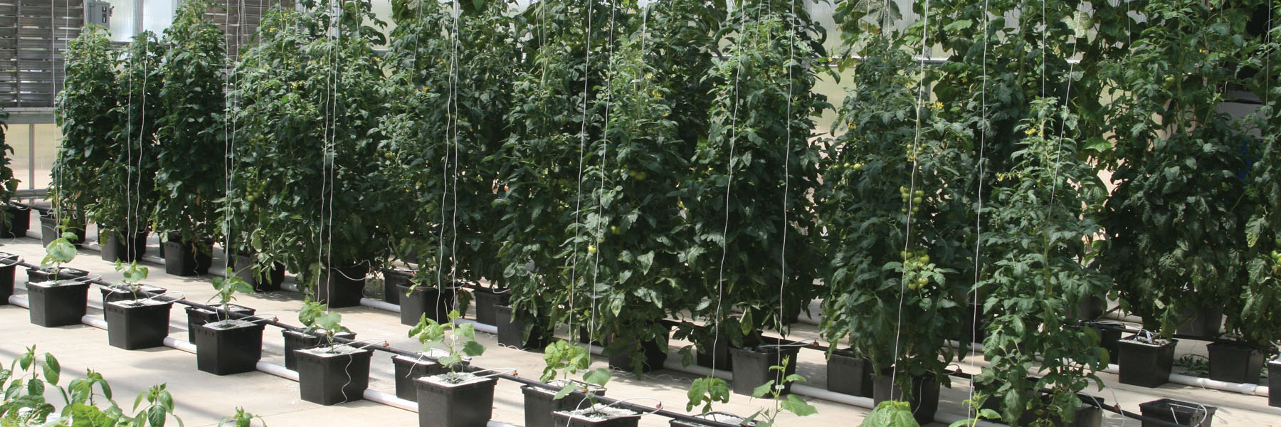 bato bucket system