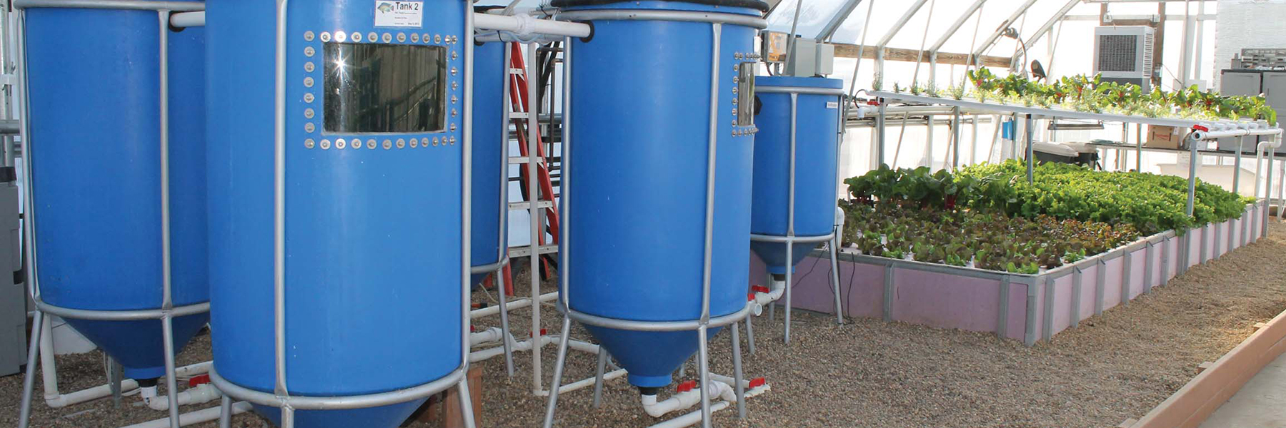 indoor aquaponics