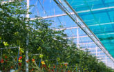 Tomato Greenhouse