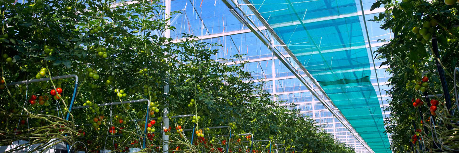 Tomato Greenhouse interior ceiling shot