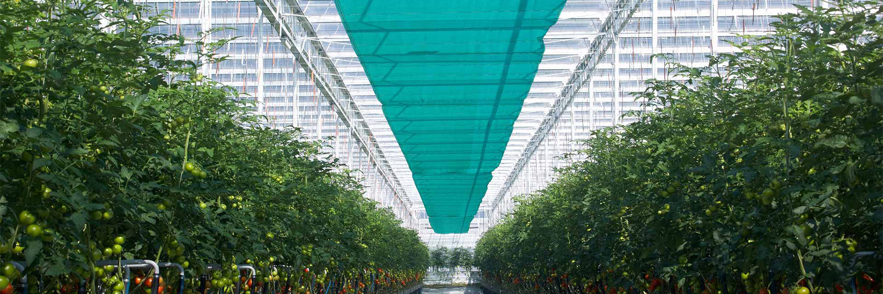 Tomato Greenhouse Ceiling